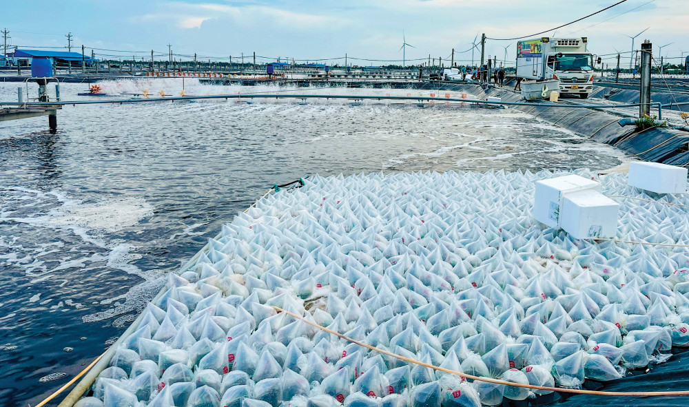 Với mô hình nuôi tôm thâm canh bạn có thể thả tôm với mật độ cao hơn