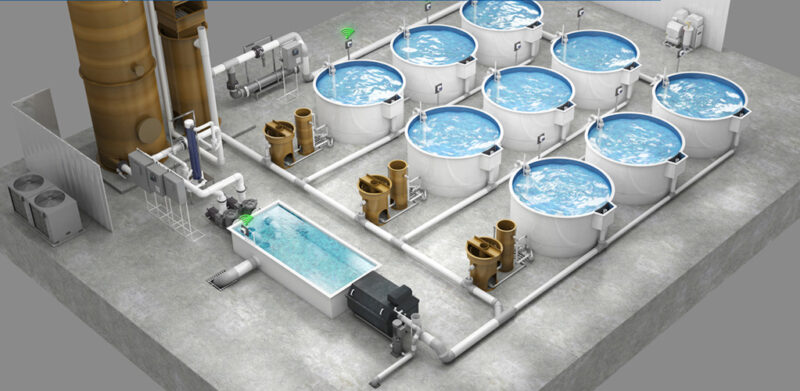 Mô hình nuôi tôm nước ngọt giúp giảm thiểu lượng nước tiêu thụ