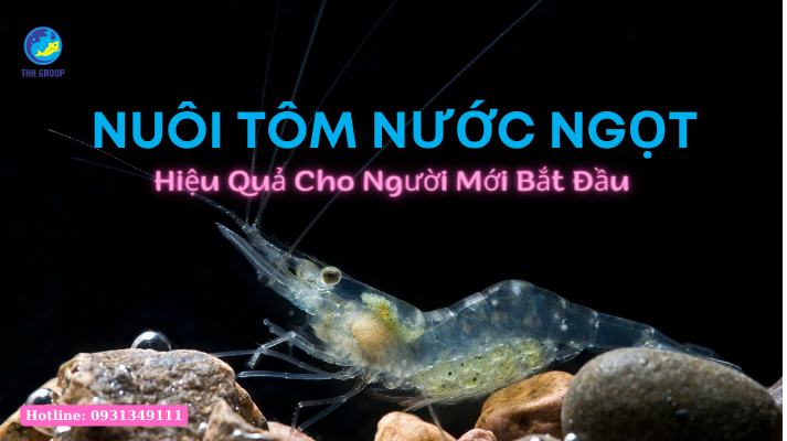 Nuôi Tôm Nước Ngọt Hiệu Quả Cho Người Mới Bắt Đầu 