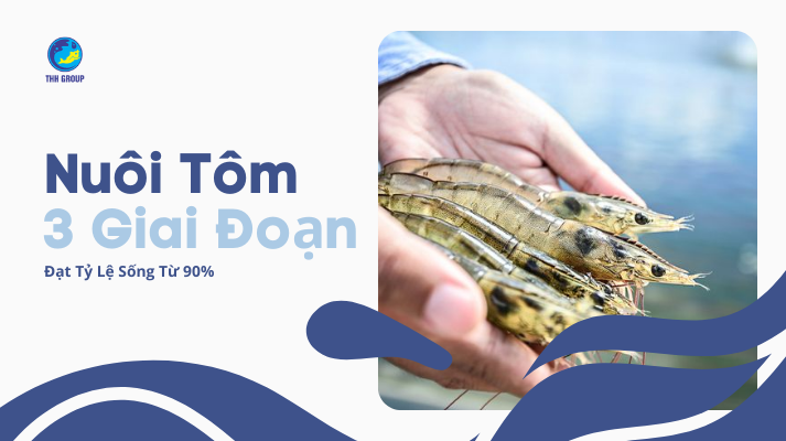 Nuôi Tôm 3 Giai Đoạn Đạt Tỷ Lệ Sống Từ 90% 
