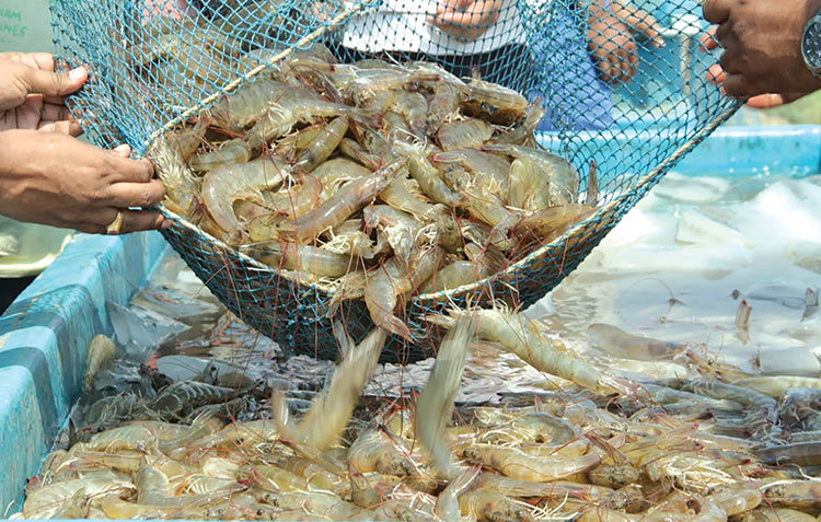 Sự chất lượng của con giống quyết định tốc độ và khả năng phát triển của tôm