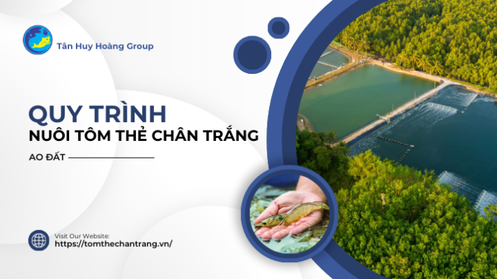 Quy Trình Nuôi Tôm Thẻ Chân Trắng Ao Đất Thu Lợi Nhuận Cao 