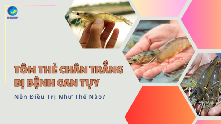 Tôm Thẻ Chân Trắng Bị Bệnh Gan Tụy Nên Điều Trị Như Thế Nào? 