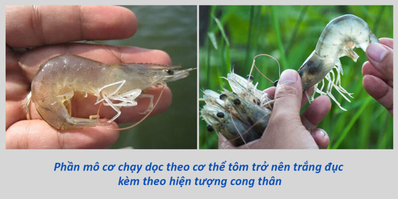 Những con tôm cong thân hoàn toàn thường nằm nghiêng