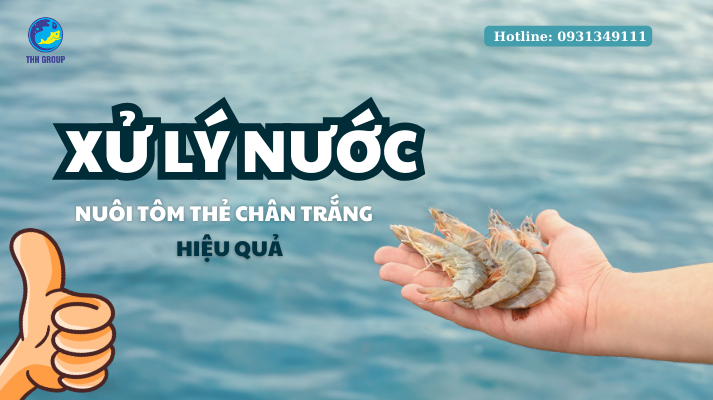 Xử Lý Nước Nuôi Tôm Thẻ Chân Trắng Hiệu Quả 