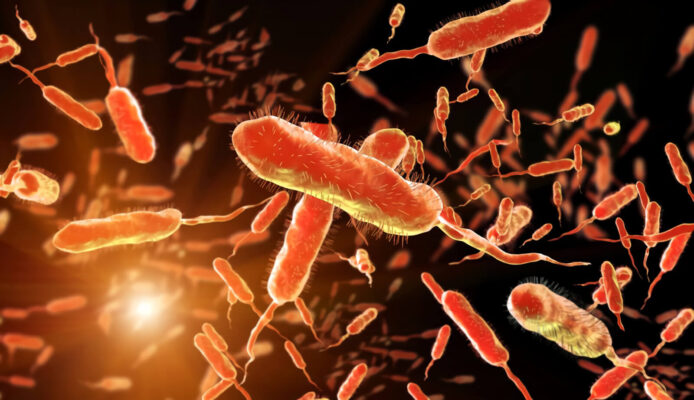 Vi khuẩn Vibrio Parahaemolyticus họ Vibrio và thuộc nhóm Gram âm