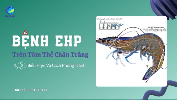 Bệnh EHP Trên Tôm Thẻ Chân Trắng - Biểu Hiện Và Cách Phòng Tránh
