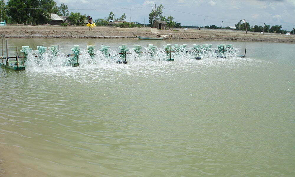 Gây tảo nuôi tôm