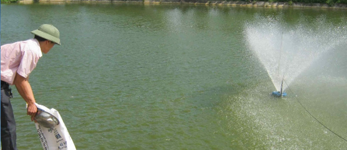 Gây tảo bằng phân hữu cơ