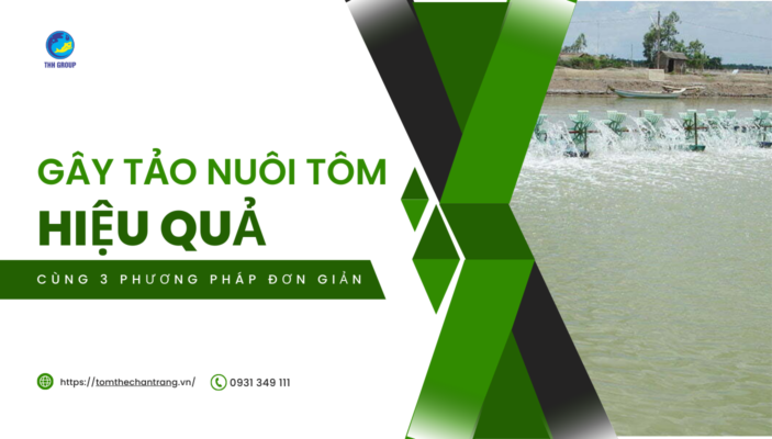 Gây Tảo Nuôi Tôm Hiệu Quả Cùng 3 Phương Pháp Đơn Giản