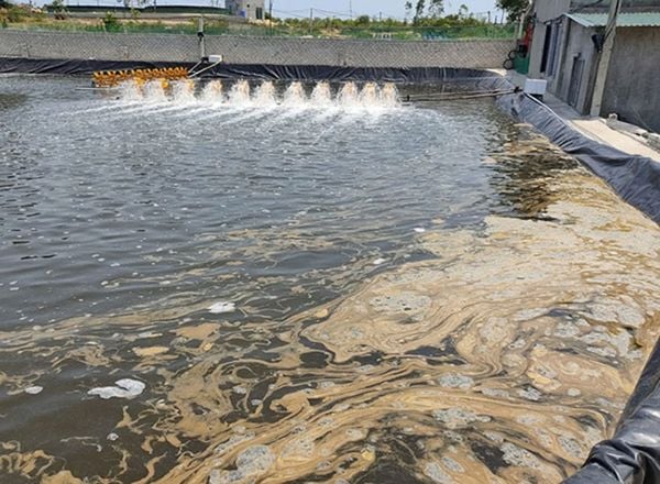 Ao nhiễm tảo gây hại đến tôm