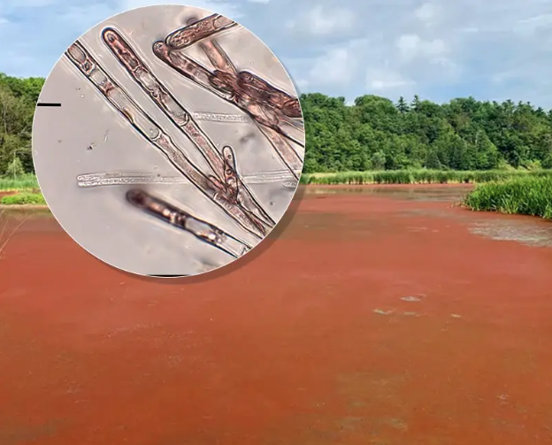 Nước phát sáng do tảo đỏ gây ra