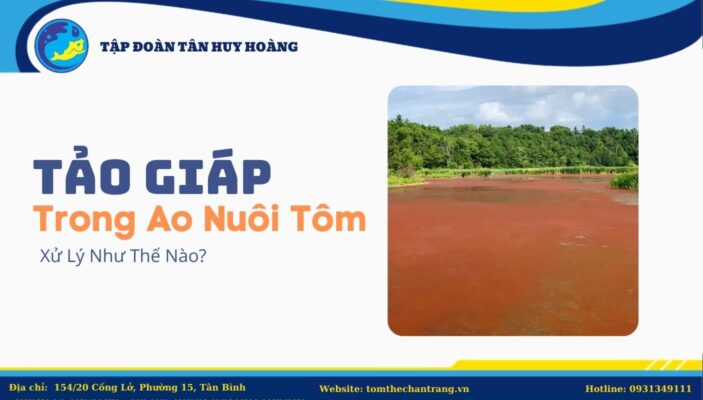 Tảo Giáp Trong Ao Nuôi Tôm Xử Lý Như Thế Nào?