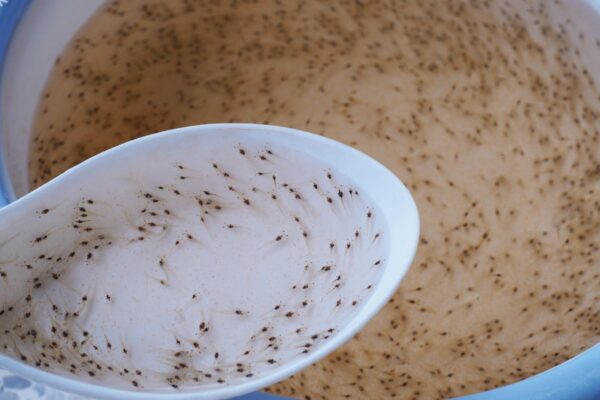 Màu sắc của tôm giống bình thường sẽ không có các vết đen