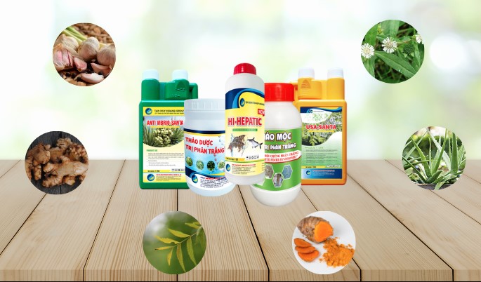 Sản phẩm Tân Huy Hoàng được biết đến là một giải pháp hiệu quả và an toàn trong việc nuôi tôm bằng thảo dược