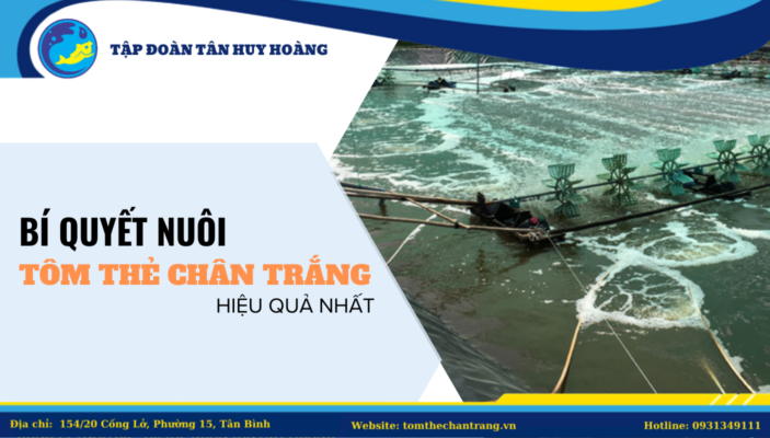 Bí Quyết Nuôi Tôm Thẻ Chân Trắng Hiệu Quả Nhất 