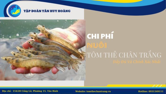 Chi Phí Nuôi Tôm Thẻ Chân Trắng Đầy Đủ Và Chính Xác Nhất