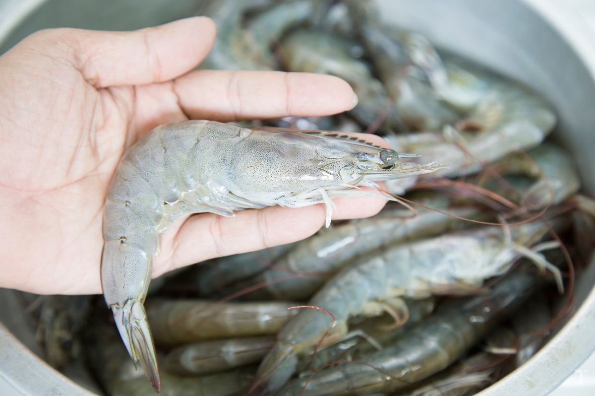 Công nghệ nuôi tôm thẻ chân trắng mang lại năng suất cao