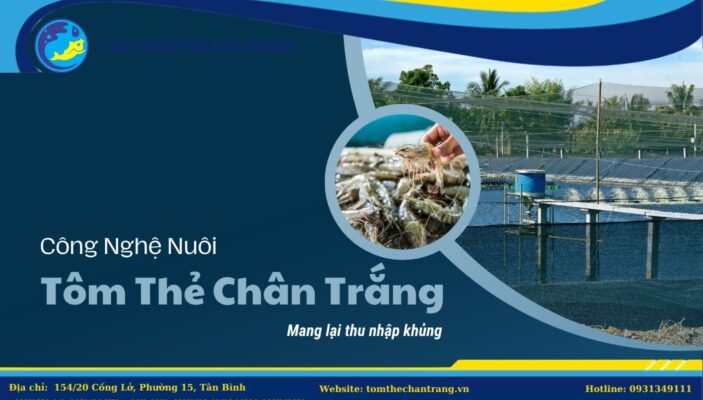 Công Nghệ Nuôi Tôm Thẻ Chân Trắng Mang Lại Thu Nhập Khủng 