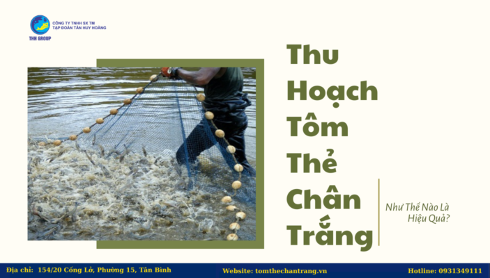 Thu Hoạch Tôm Thẻ Chân Trắng Như Thế Nào Là Hiệu Quả?