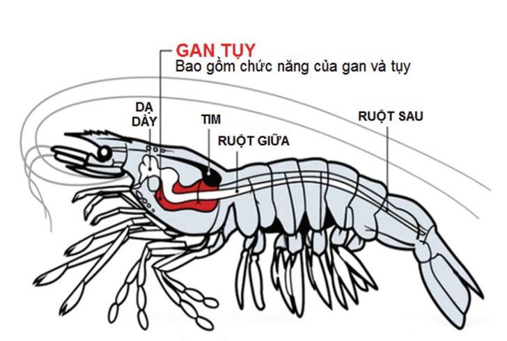 Vị trí gan tụy của tôm