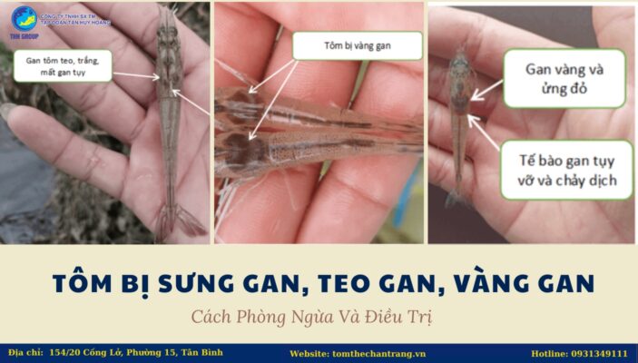 Tôm Bị Sưng Gan , Teo Gan, Vàng Gan - Cách Phòng Ngừa Và Điều Trị 