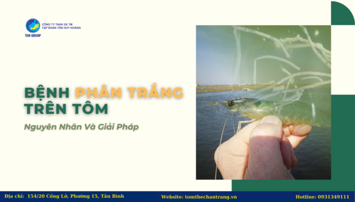 Bệnh Phân Trắng Trên Tôm - Nguyên Nhân Và Giải Pháp 