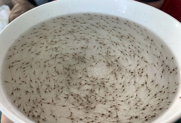 Tôm Giống Siêu Tăng Trưởng