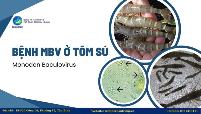Bệnh MBV Ở Tôm Sú - Monodon Baculovirus