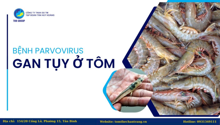 Bệnh Parvovirus Gan Tụy Ở Tôm - HPV