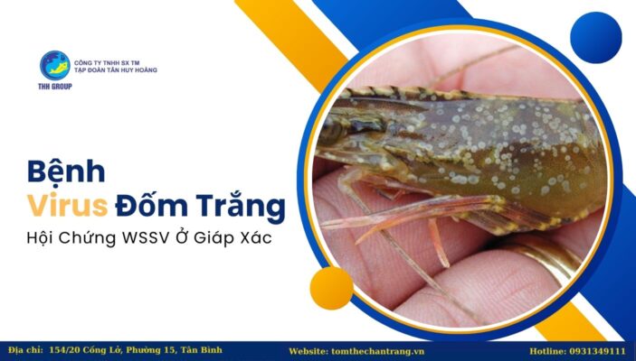 Bệnh Virus Đốm Trắng - Hội Chứng WSSV Ở Giáp Xác