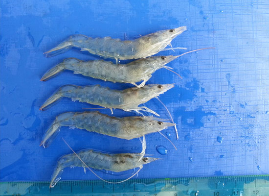 Hoại tử cơ làm tôm không phát triển