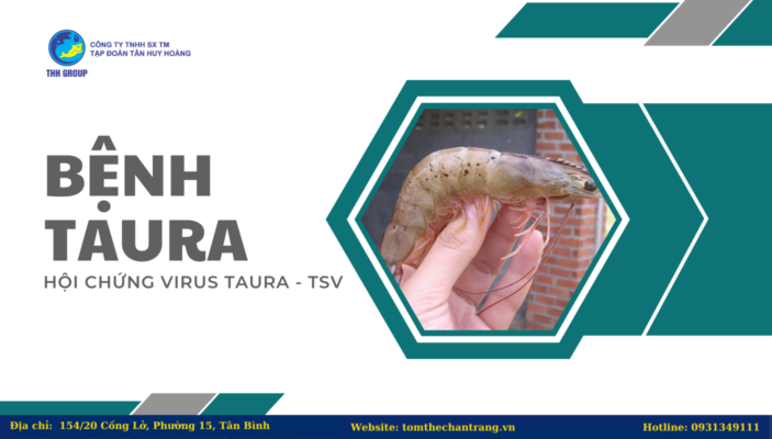 Bệnh Taura - Hội chứng virus Taura - TSV