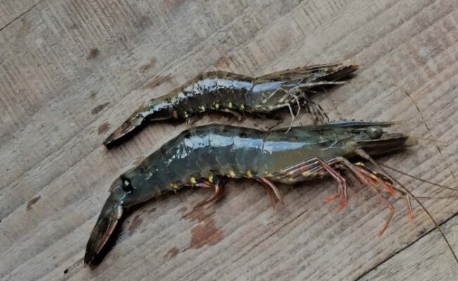 Kích thước tôm sú nhỏ hơn bình thường