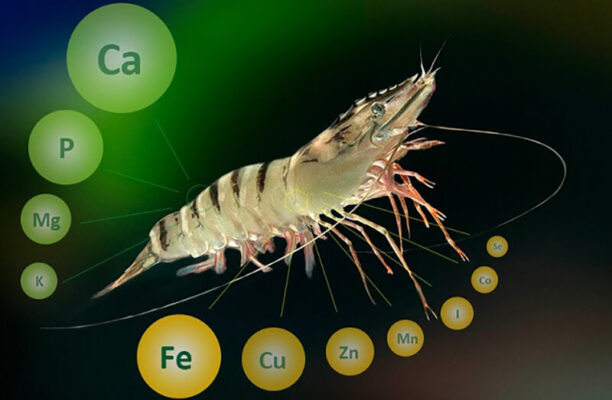 Tôm cần nhiều loại vitamin để phát triển tốt