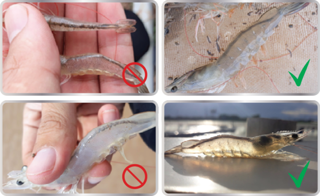 Vi khuẩn xăm nhập gây ký sinh trùng đường ruột ở tôm