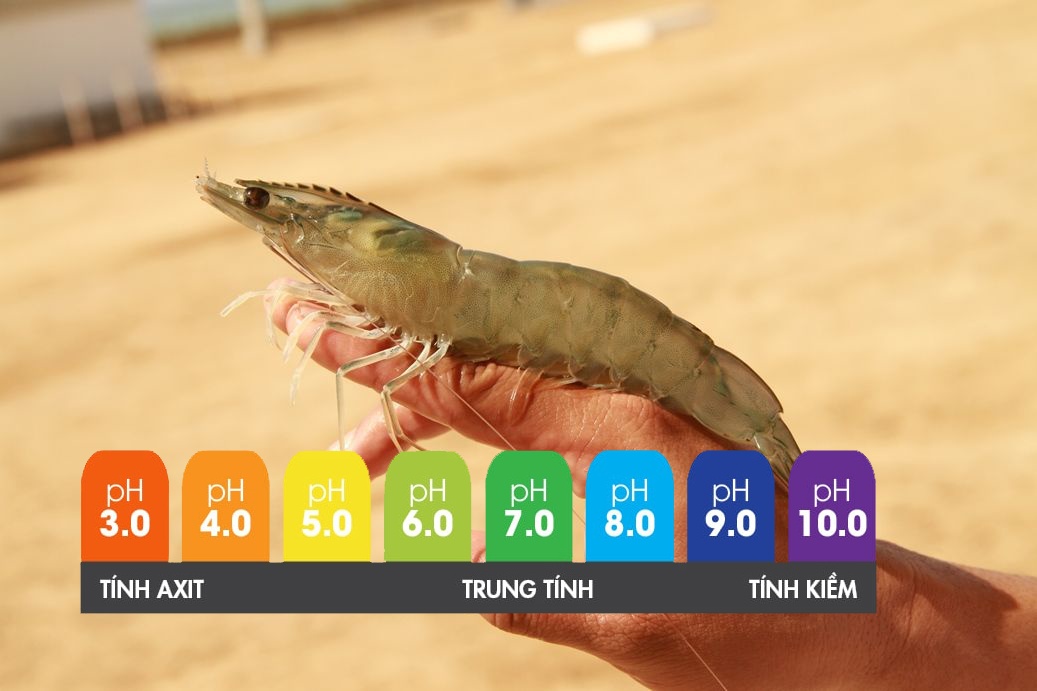 Giống tôm thẻ chân trắng