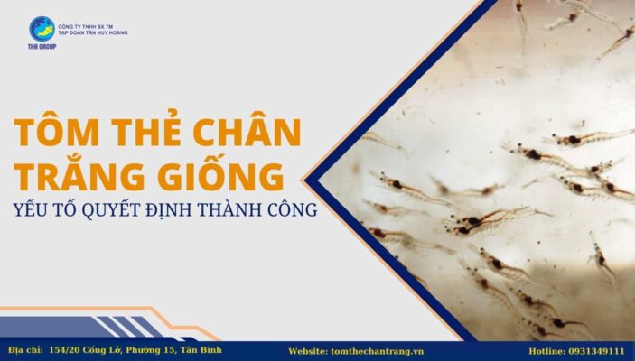 Tôm Thẻ Chân Trắng Giống - Yếu Tố Quyết Định Thành Công
