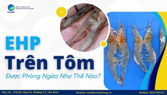 EHP Trên Tôm Được Phòng Ngừa Như Thế Nào?