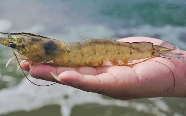 Tôm thẻ nuôi nước ngọt giảm được nhiều bệnh tật