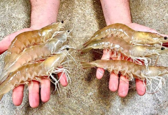 Nuôi tôm thẻ chân trắng nước ngọt