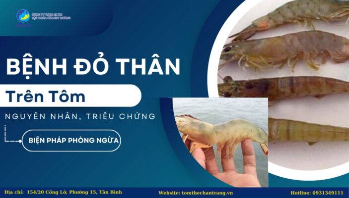 Bệnh Đỏ Thân Trên Tôm - Nguyên Nhân, Triệu Chứng Và Biện Pháp Phòng Ngừa