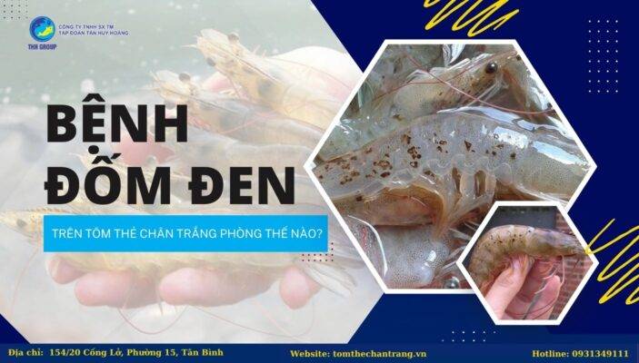 Bệnh Đốm Đen Trên Tôm Thẻ Chân Trắng Phòng Thế Nào?