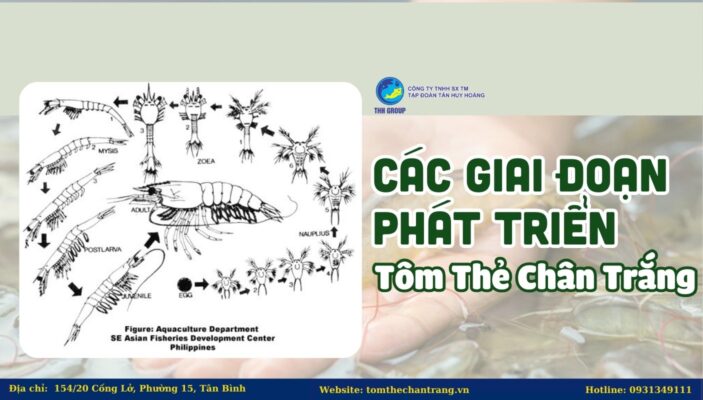 Các Giai Đoạn Phát Triển Của Tôm Thẻ Chân Trắng