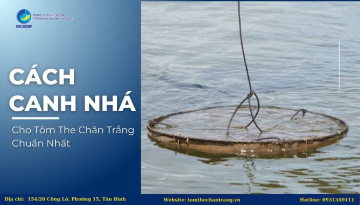 Cách Canh Nhá Cho Tôm The Chân Trắng Chuẩn Nhất