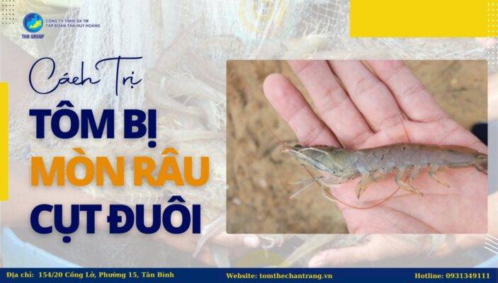 Cách Trị Tôm Bị Mòn Râu Cụt Đuôi Hiệu Quả