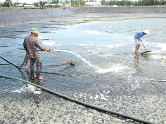 Vệ sinh xử lý rong rêu bạt lót