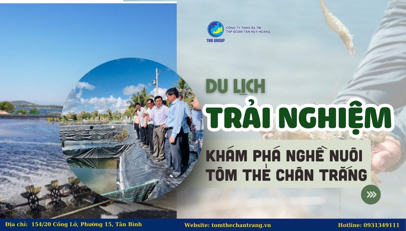 Du Lịch Trải Nghiệm - Khám Phá Nghề Nuôi Tôm Thẻ Chân Trắng