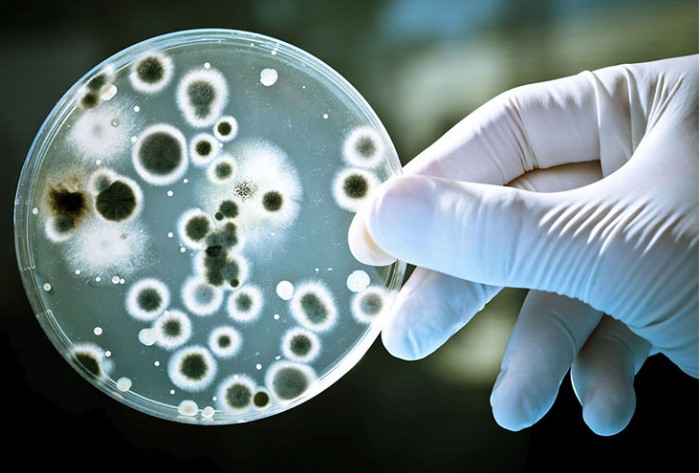 Vi khuẩn vibrio có khả năng xâm nhập vào cơ thể tôm