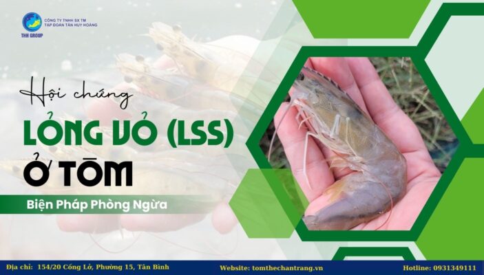 Hội Chứng Lỏng Vỏ (LSS) Ở Tôm - Biện Pháp Phòng Ngừa